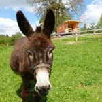 unusual night limousin