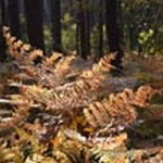 millevaches natural park rental