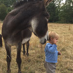 âne enfant
