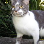 chat