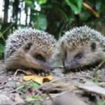 nature yurt auvergne