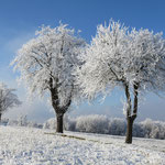 Hoarfrost covering on Apple trees.