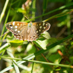 Meadow Brown