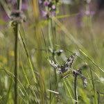 Marbled White