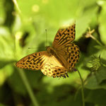 Silver Washed Fritillary