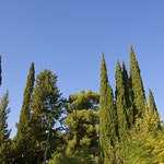 Horizontals Cypress Trees near Malona