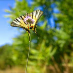 Scarce Swallowtail, Segelfalter