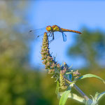 Dragonfly