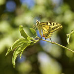 Swallowtail