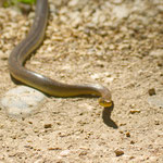 Aesculapian snake