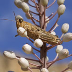 Rhodesian Grasshopper