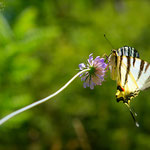 Scarce Swallowtail