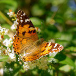 Painted Lady Butterfly