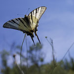 Scarce Swallowtail