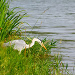 grey heron, Donau Nr Vienna