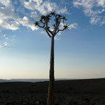 Quiver tree: typique du sud Namibien
