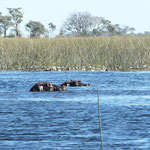Barrage d'hippopotame sur la rivière