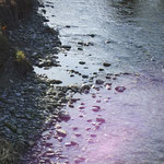 13. Das rosa Licht im Wasser
