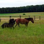 'Raven' und 'Jack' auf der Weide (2016)