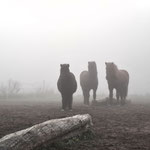 'Raven', 'Nykur' und 'Glaedir' (2020)