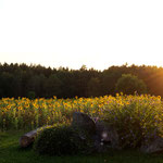 Abendstimmung in Dingstetten
