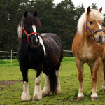'Trixie' und 'Flicka' (2013)