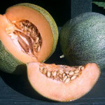 Melon "Petit gris" de Rennes