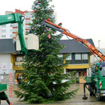 Foto: Fr. Schreiber, der Baum steht