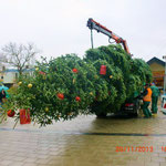 Foto: Fr. Schreiber, der Christbaum wird vom Gartenamt geliefert und aufgestellt. Vorher schmückten Mitglieder des BVH die Spitze des Baumes