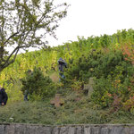 Der schwierigste Teil der nassen Wanderstrecke. Der steile Abstieg neben einem Weinberg