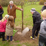 Herr Müller hält den Baum, die Kinder gießen die Wurzeln kräftig an