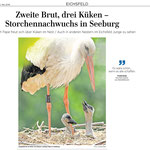 Jungstörche in Seeburg, Nds.