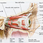 Orbita - muscoli laterale