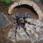 B.auratum 0.1 sub