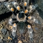 B.hamorii (ex.smithi) 0.1 sub