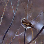 Dusky Thrush