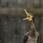 Kormoran, Enzauen Pforzheim