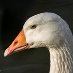 Hausgans, Wildpark Pforzheim