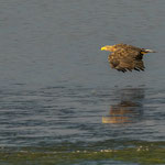 Seeadler, Brandenburg