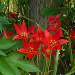 Tulipa sprengeri (Wildtulpe) rot,blüht Ende Mai, 10 Stück 20,00 €/ pro Stück 3,00 €