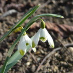 Galanthus Auslese Mathys (nivalis) 10,00 €