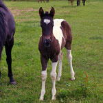 Gipsy noch im Fohlenfell