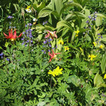 Wild flowers
