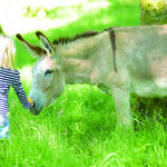Esel und Kind
