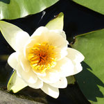 Lotus in Kyoto, Japan 2011