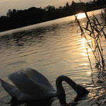 Lake in Créteil, France