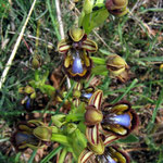 Ophrys ciliata, Rivesaltes (66), J©Tocabens