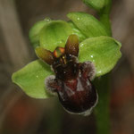 Ophrys bombyliflora, Gruissan (11), J©Tocabens