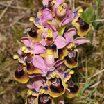 Ophrys tenthredinifera, Saint Paul (66), ©R. Buscail