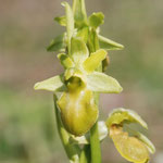 Ophrys exaltata marzuola, Torreilles (66), J©Tocabens